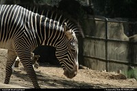 Photo by WestCoastSpirit | New York  zoo, san diego, zebra